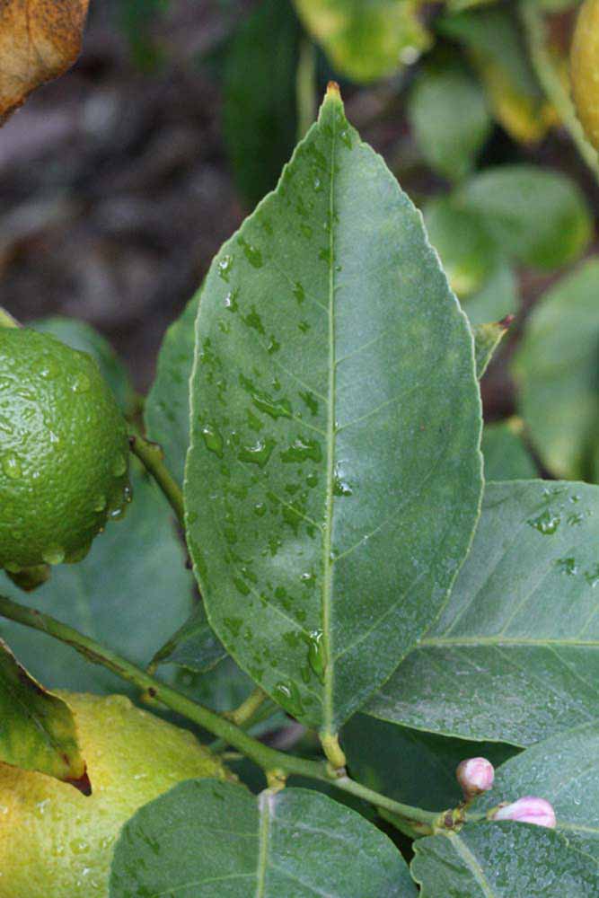            Unifoliolate leaf (Corona Foothill, Riverside, CA)   